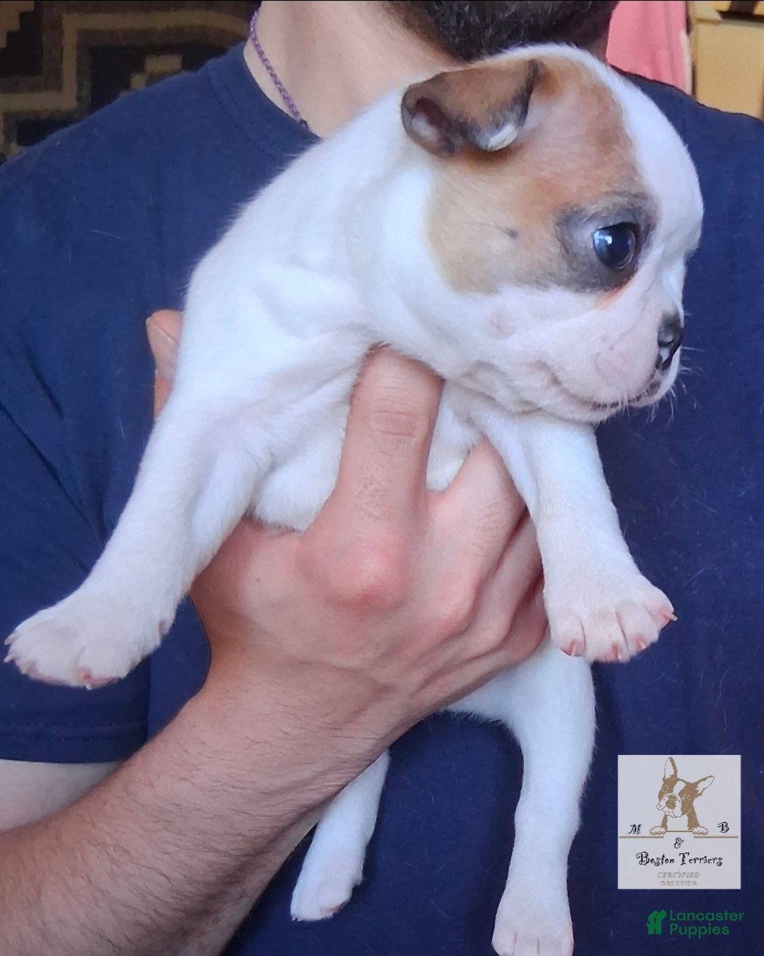 Boston Terrier dogs Sunfyre - Ad 2