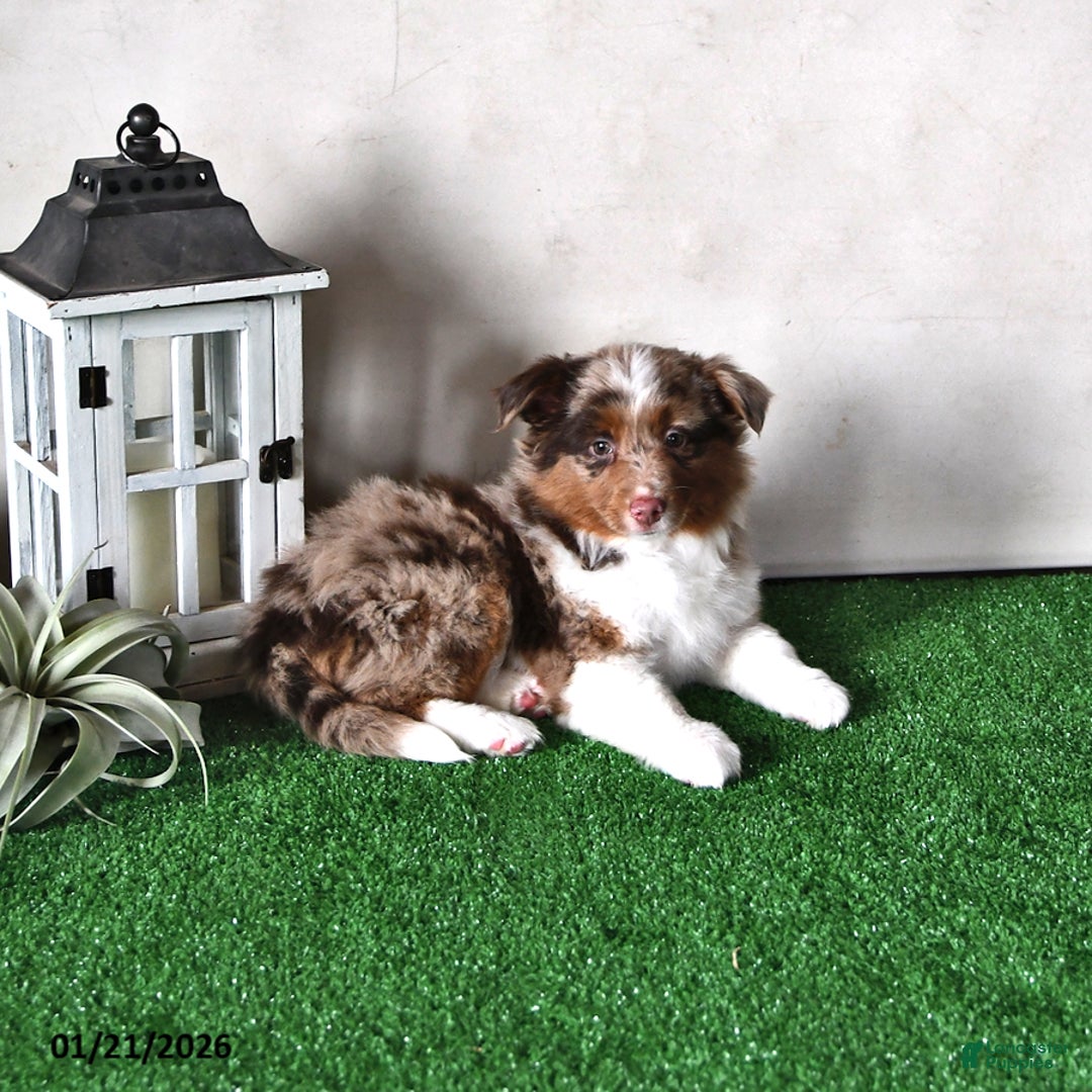 Miniature Australian Shepherd dogs for sale: Joy - Ad 3