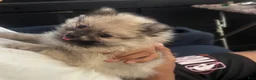 Pomeranian dogs for sale: Pomeranian 3 - Ad 6