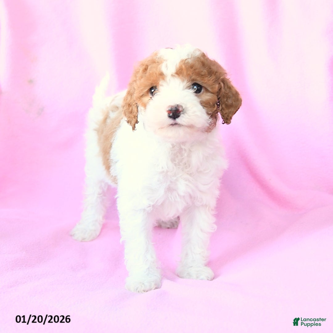 Toy Poodle dogs for sale: Oliver - Ad 1