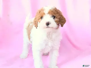Toy Poodle dogs Oliver - Ad 6