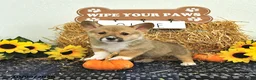 Welsh Corgi Pembroke dogs for sale: Ollie - Ad 3