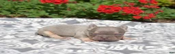 French Bulldog dogs for sale: Bleu - Ad 7
