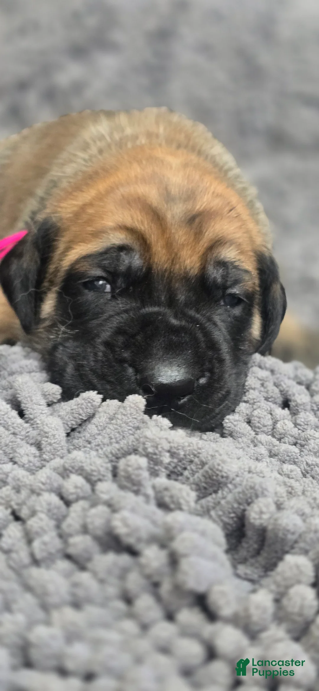 English Mastiff dogs for sale: Mary - Ad 1