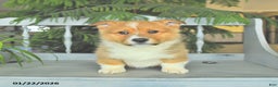 Welsh Corgi Pembroke dogs for sale: Eric  - Ad 1