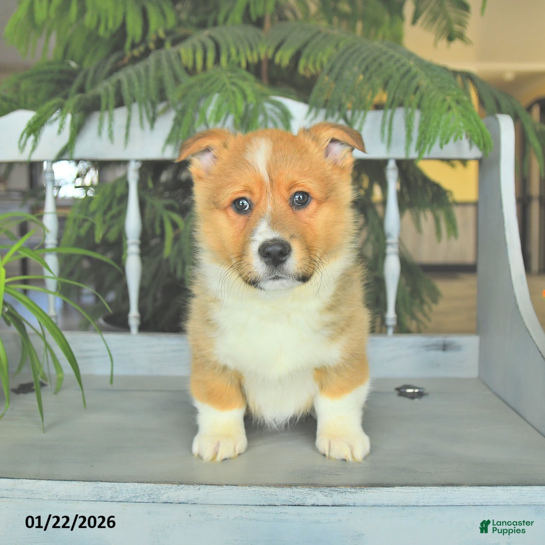 Welsh Corgi Pembroke dogs for sale: Eric  - Ad 1