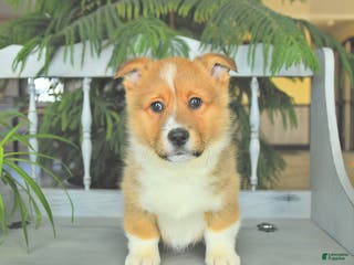 Welsh Corgi Pembroke dogs Eric - Ad 8