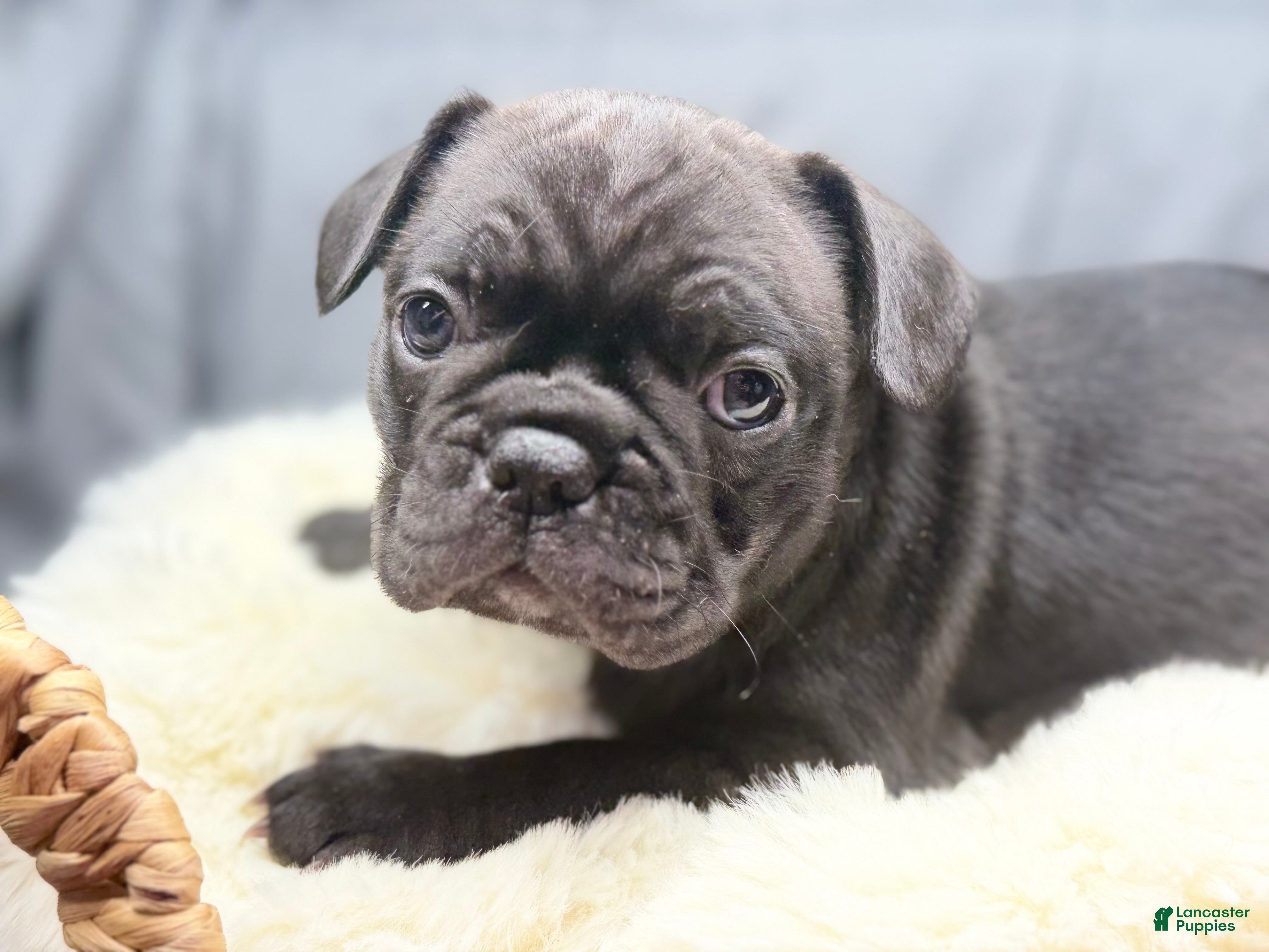 Mixed Breed dogs Cubbi - Ad 2