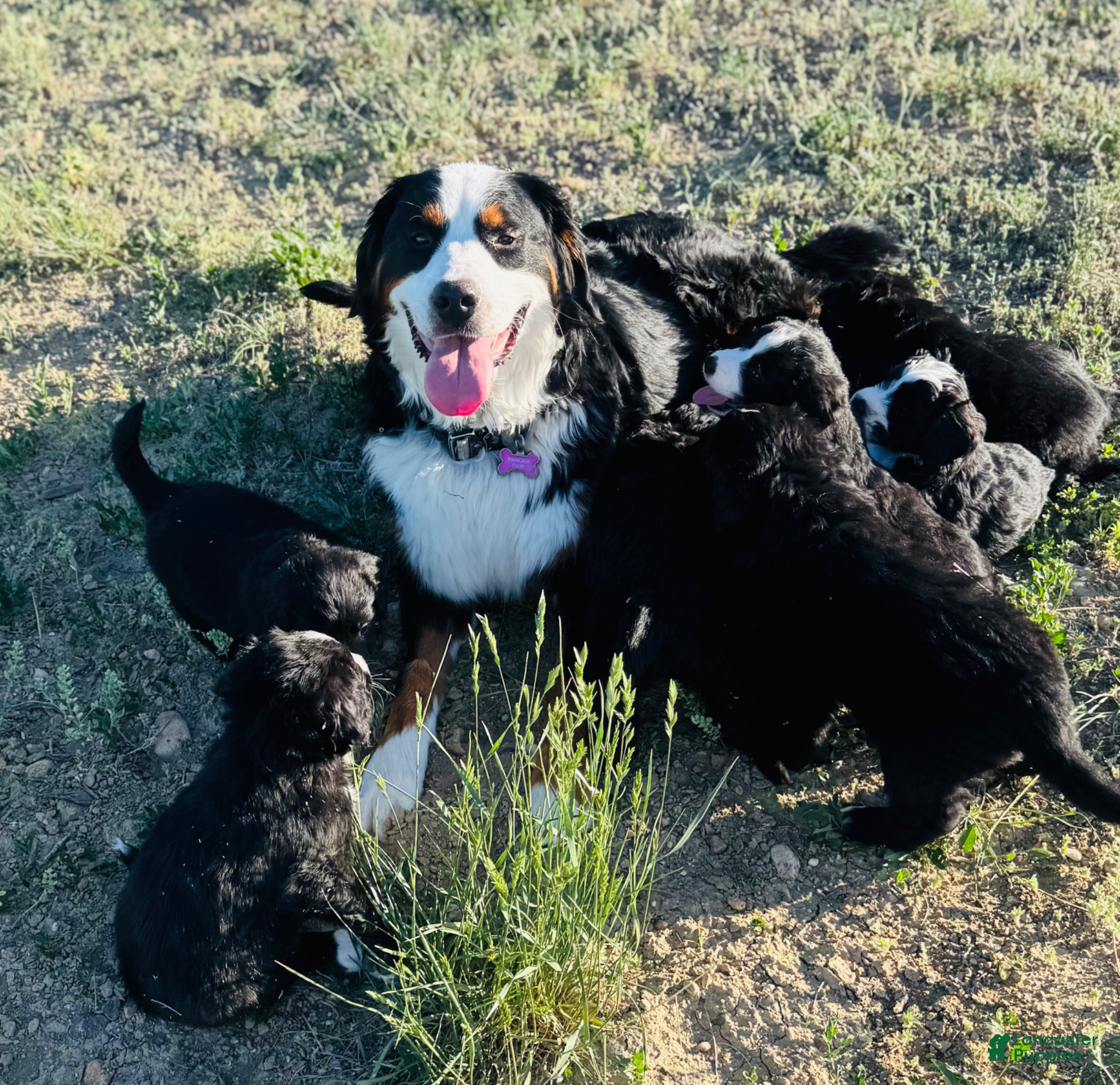 Mixed Breed dogs Junior - Ad 2
