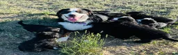 Mixed Breed dogs for sale: Junior - Ad 2