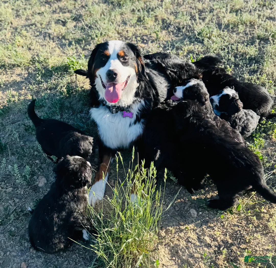 Mixed Breed dogs for sale: Junior - Ad 2