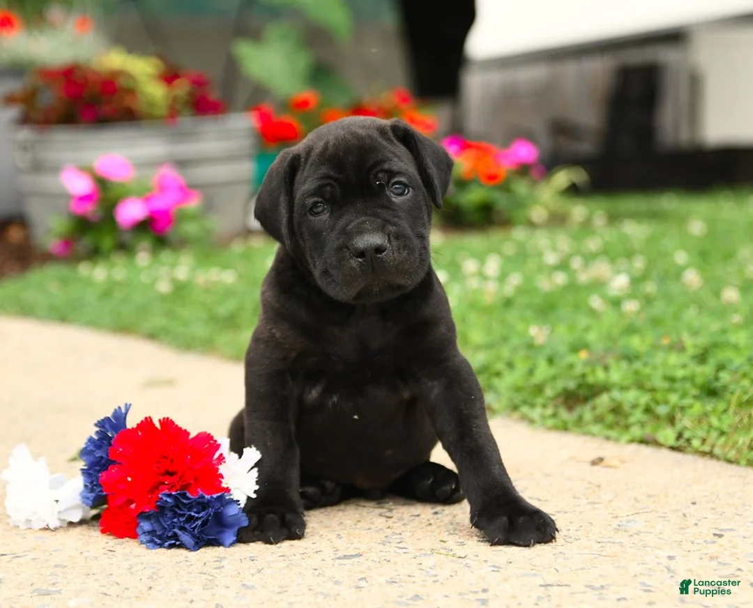 Cane Corso dogs for sale: Rockford - Ad 13