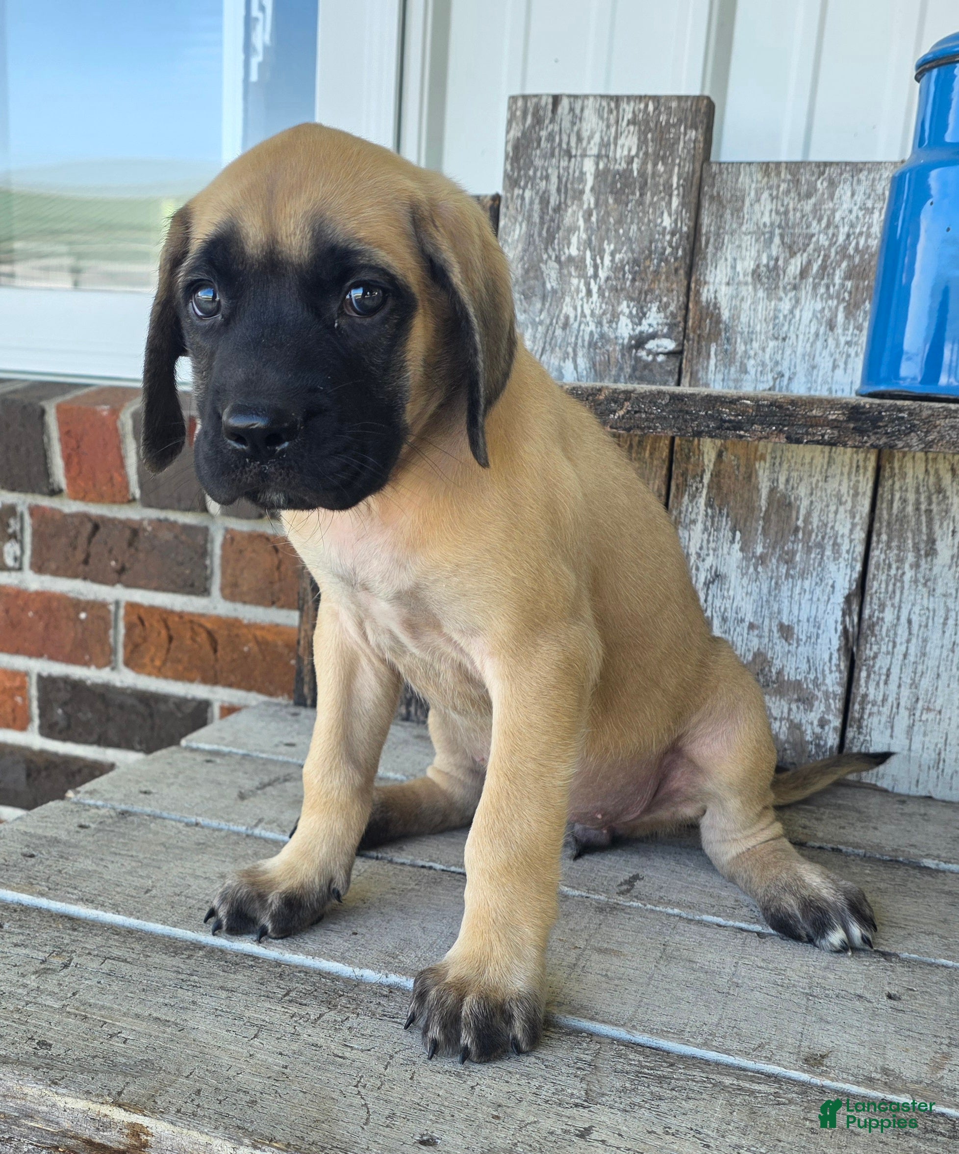 English Mastiff dogs Betsy - Ad 1