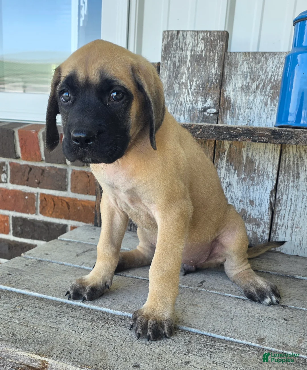 English Mastiff dogs for sale: Betsy - Ad 1