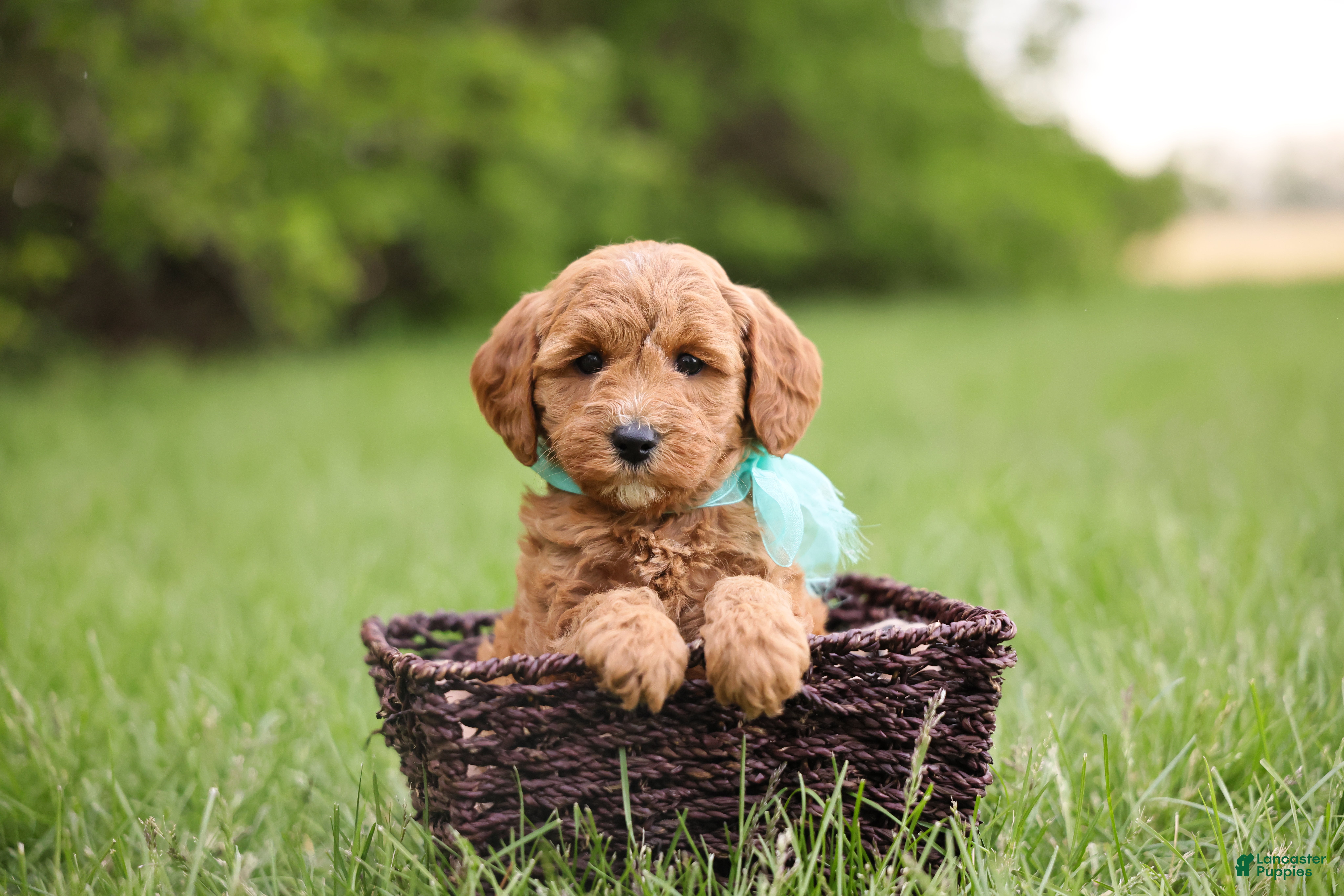 Goldendoodle dogs Button - Ad 1