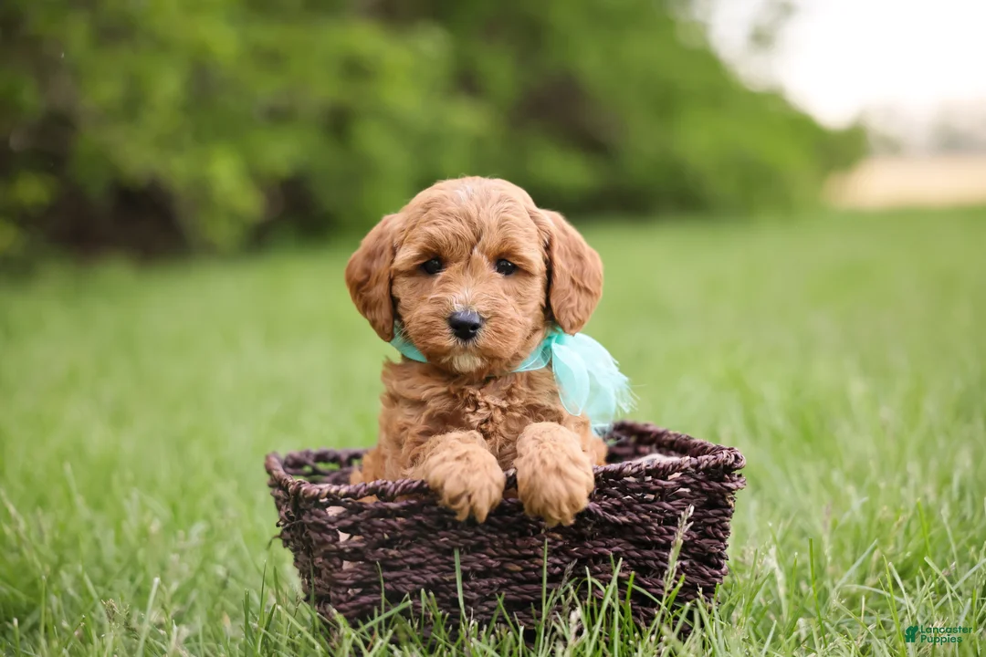 Goldendoodle dogs for sale: Button - Ad 1