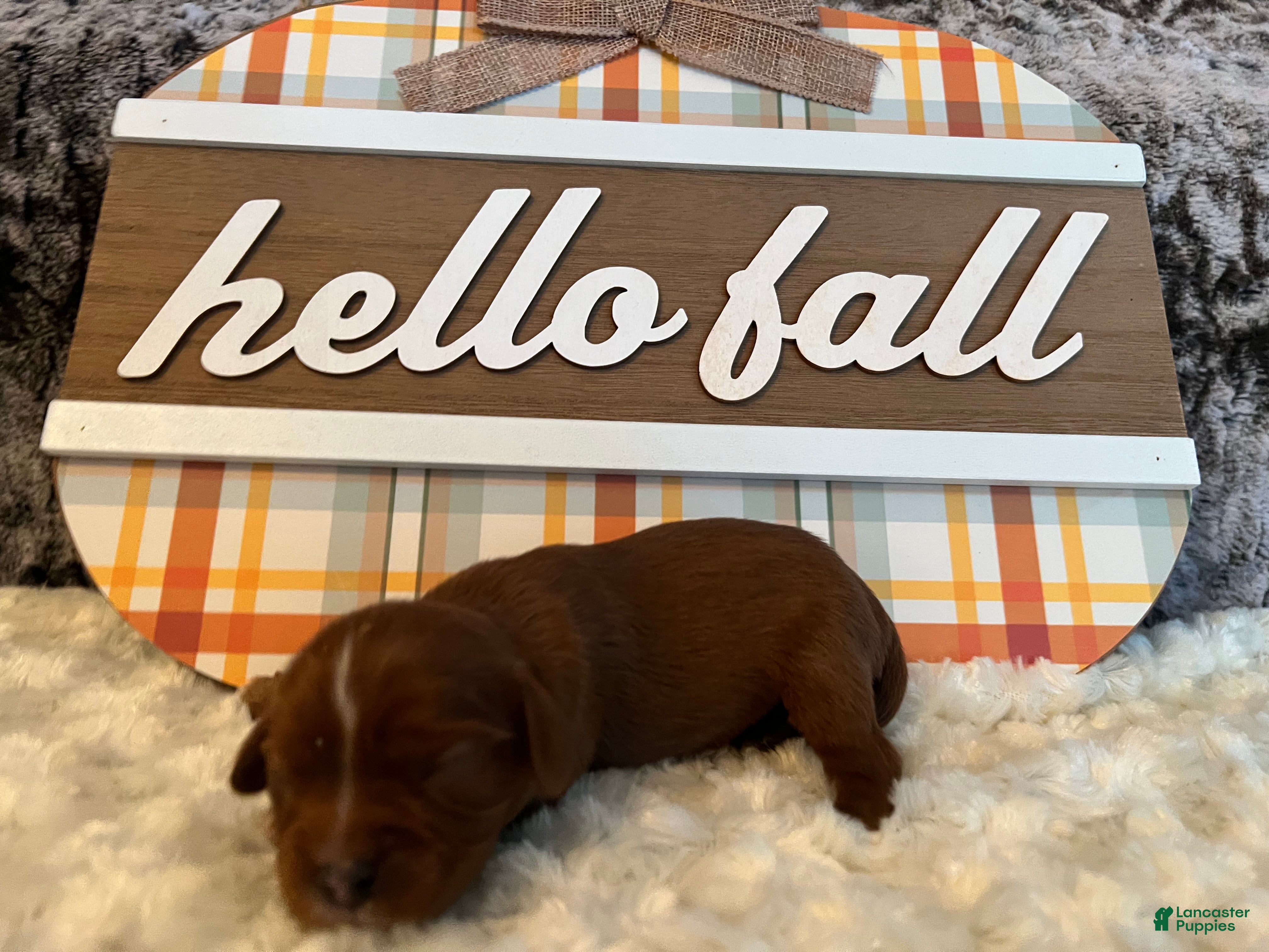 Cavalier King Charles Spaniel dogs Cavalier King Charles Spaniel Puppy 6- Cranberry - Ad 23