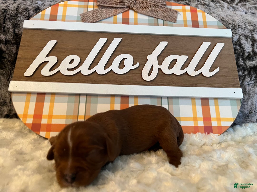 Cavalier King Charles Spaniel dogs for sale: Cavalier King Charles Spaniel Puppy 6- Cranberry - Ad 1