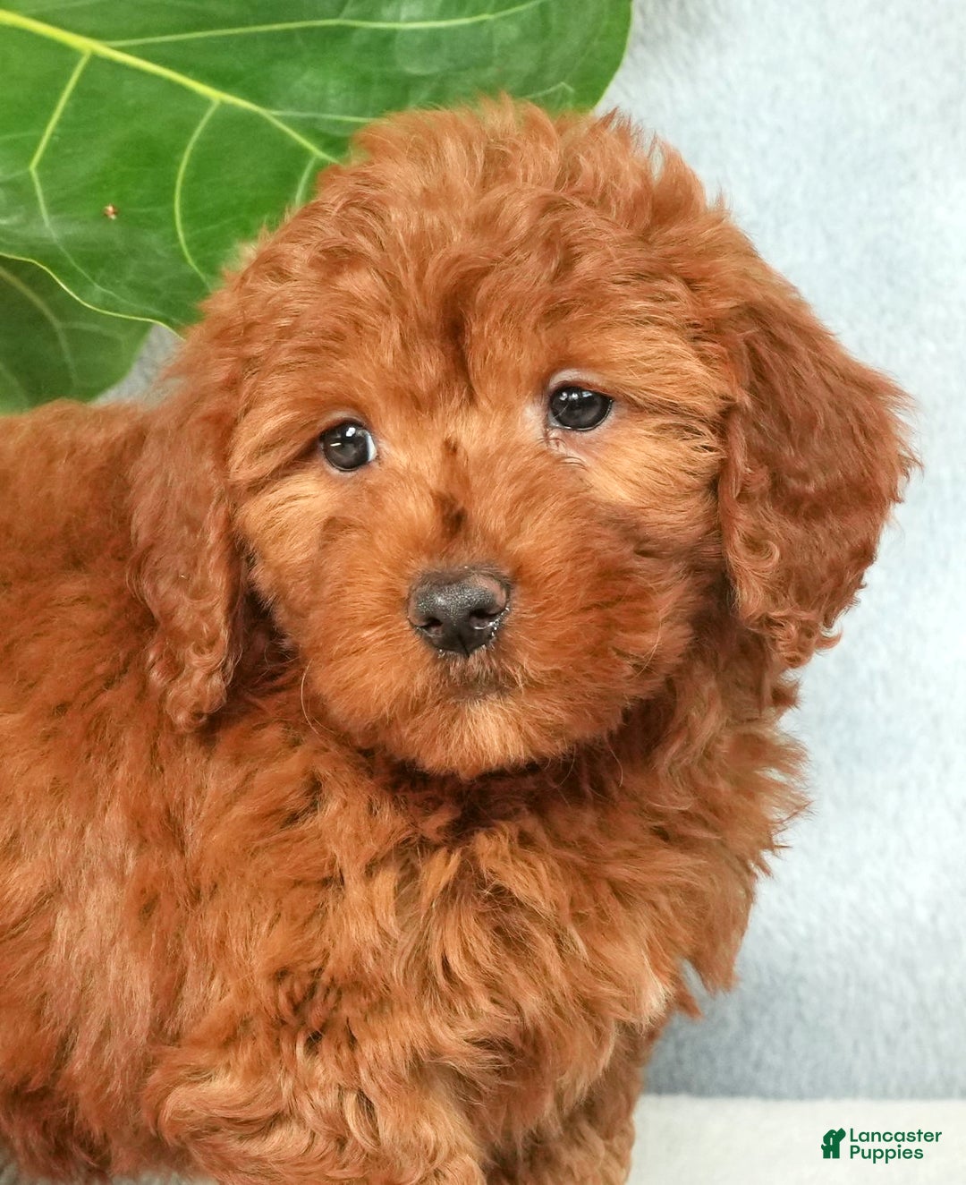 Mini Goldendoodle dogs for sale: Callie - Ad 8