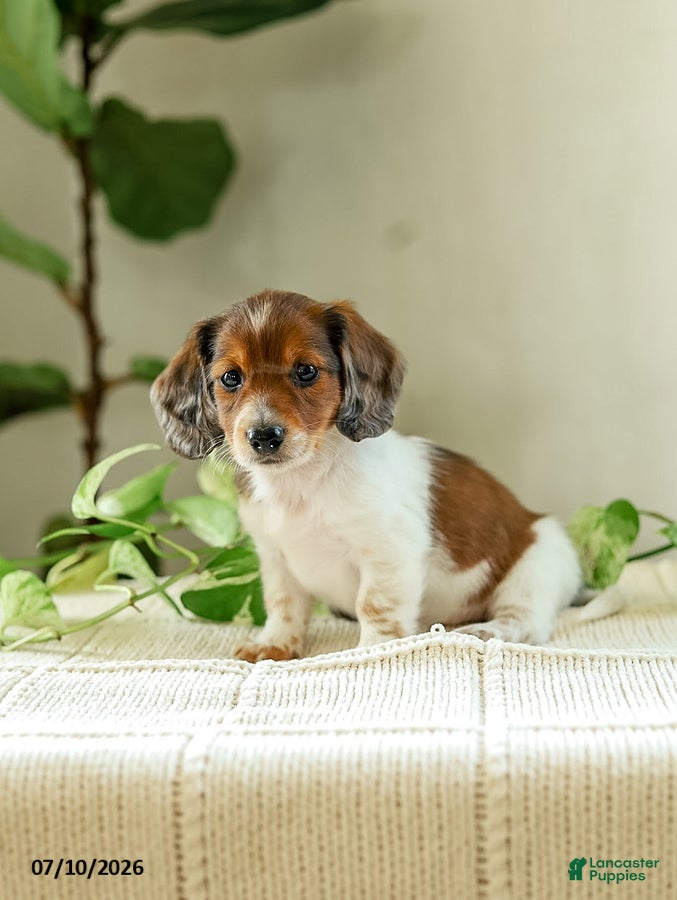 Miniature Dachshund dogs Aloha - Ad 2