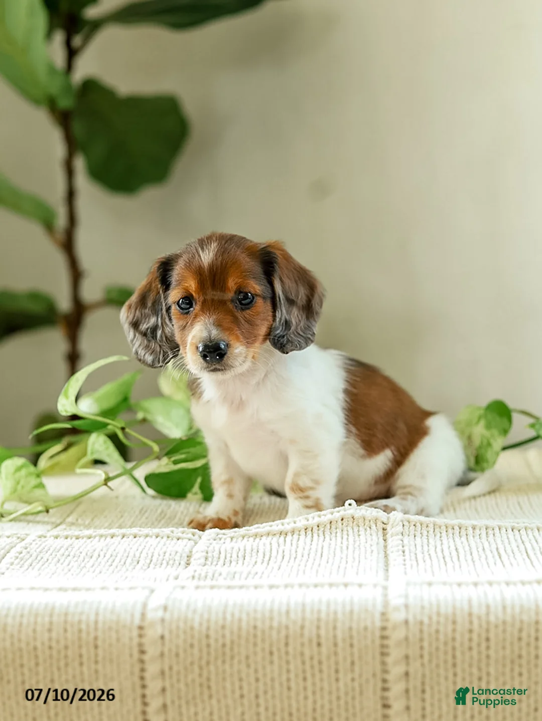 Miniature Dachshund dogs for sale: Aloha - Ad 2