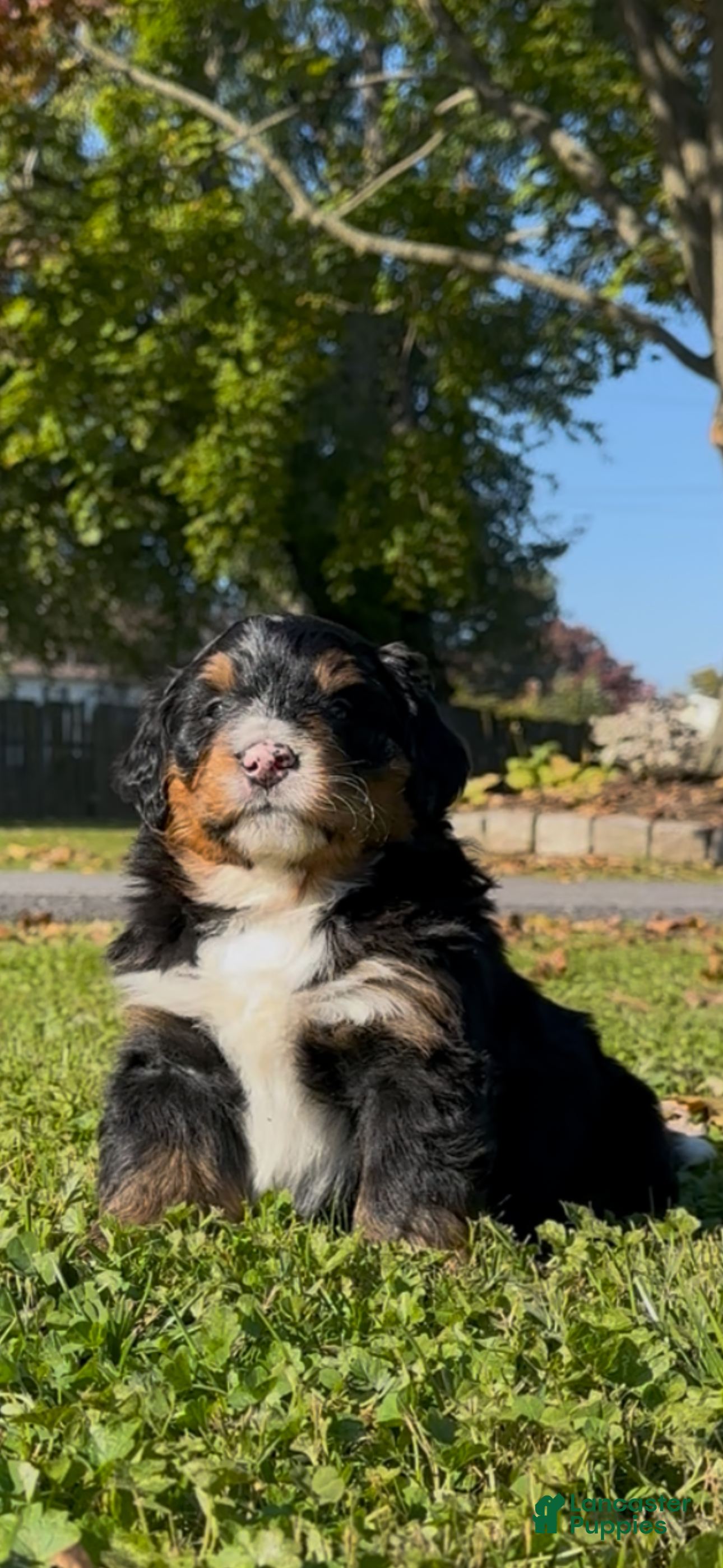 Mini Bernedoodle dogs for sale: Orzo - Ad 1