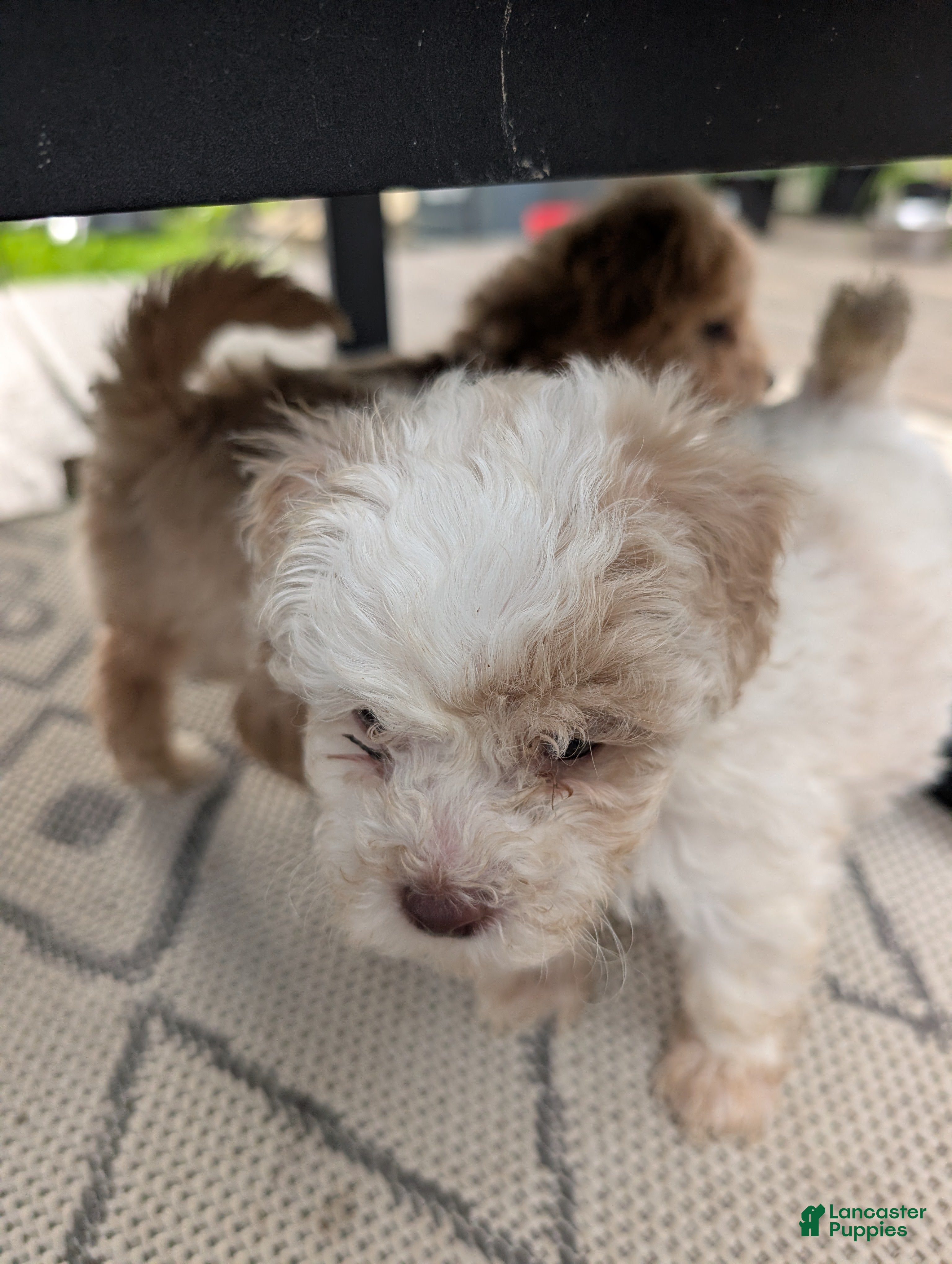 Bichpoo dogs Jack - Ad 2