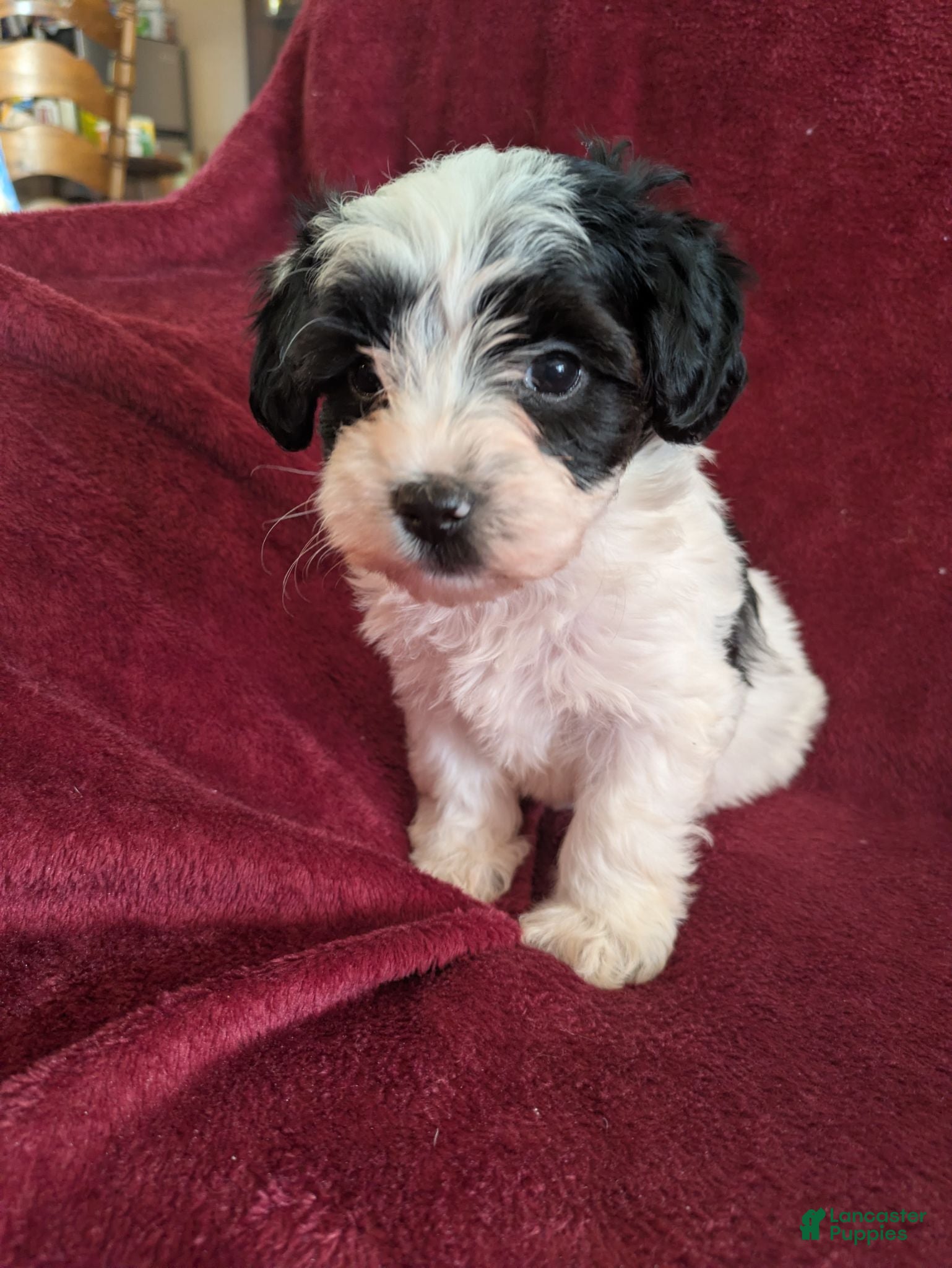 Biewer Terrier dogs Biewer/poodle REDUCED  - Ad 11