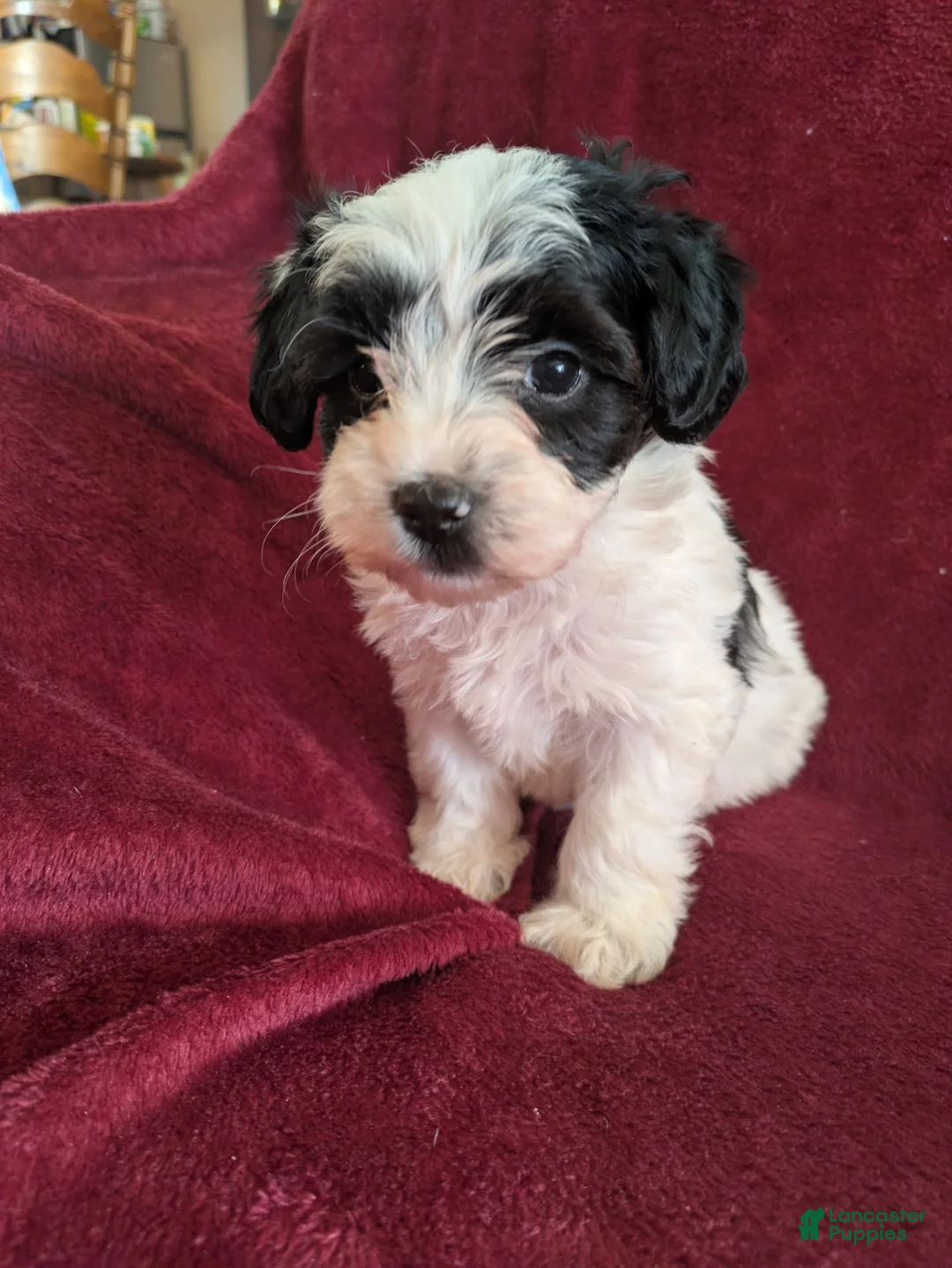 Biewer Terrier dogs for sale: Biewer/poodle REDUCED  - Ad 1