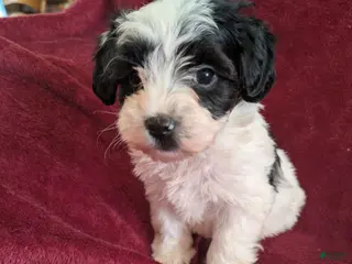 Biewer Terrier dogs Biewer/poodle REDUCED - Ad 11
