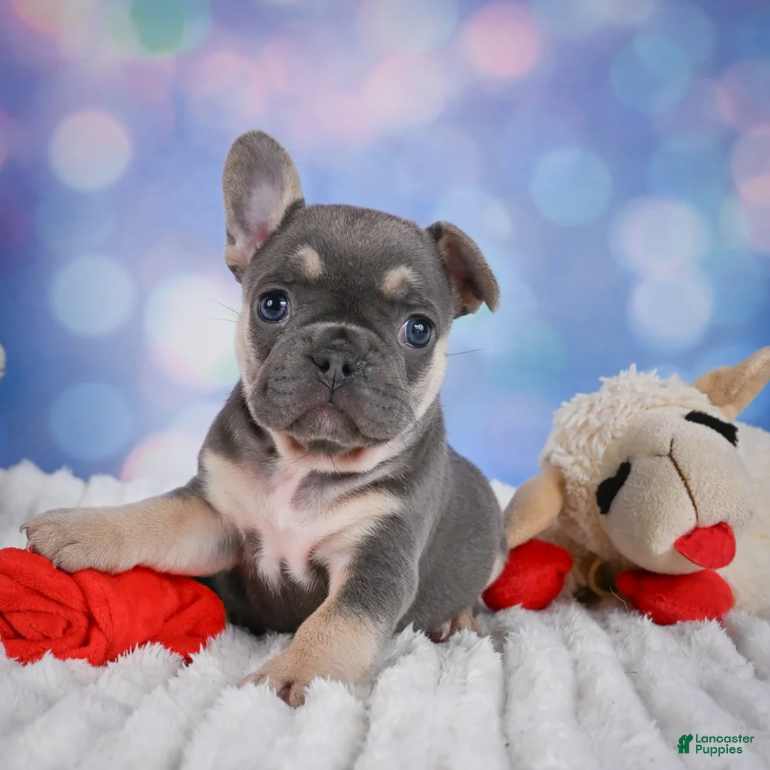 French Bulldog dogs for sale: Petunia - Ad 1
