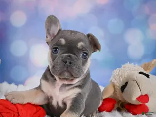 French Bulldog dogs for sale: Petunia - Ad 3