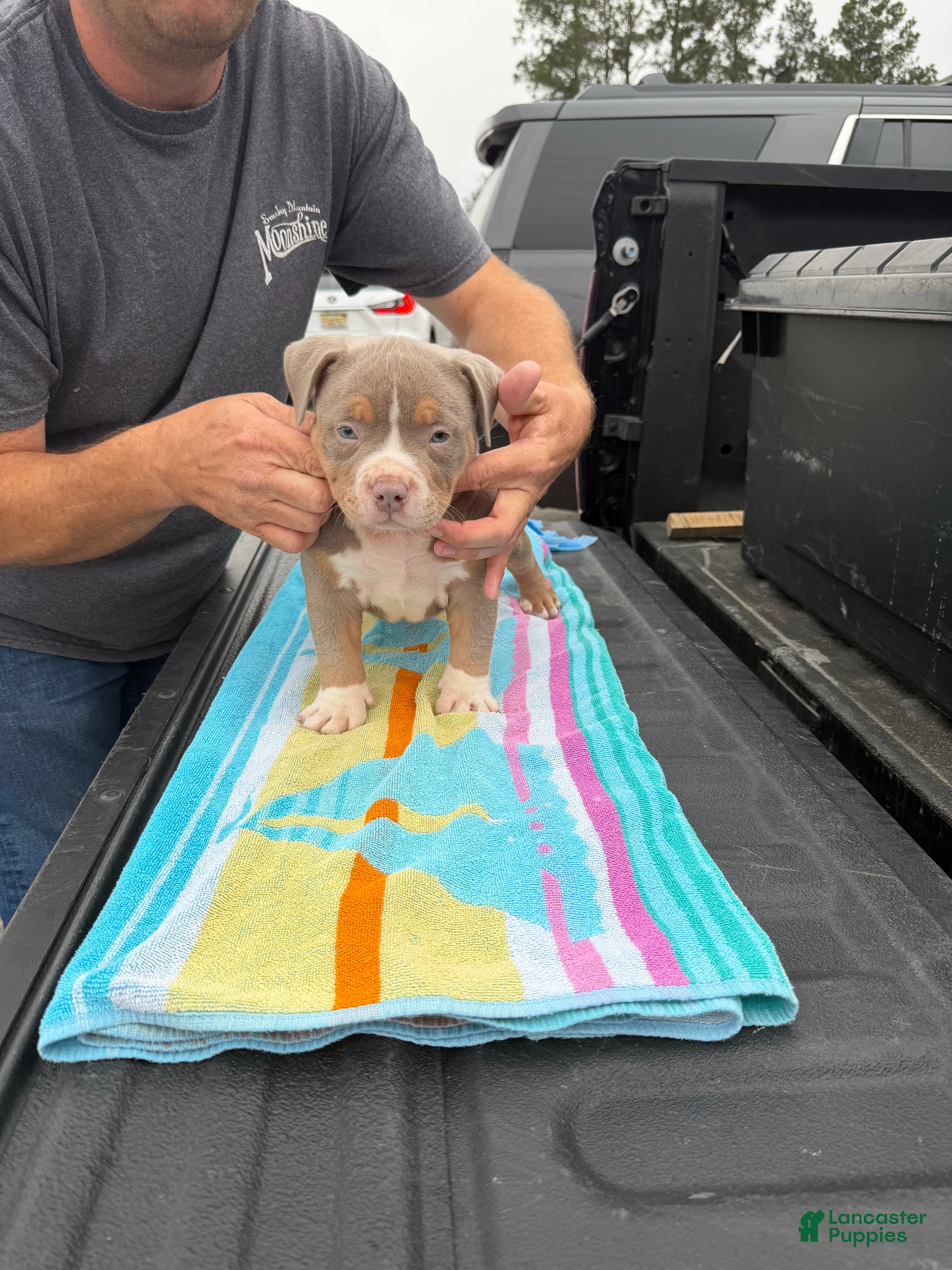 American Bully dogs American Bully Puppy 1 - Ad 5