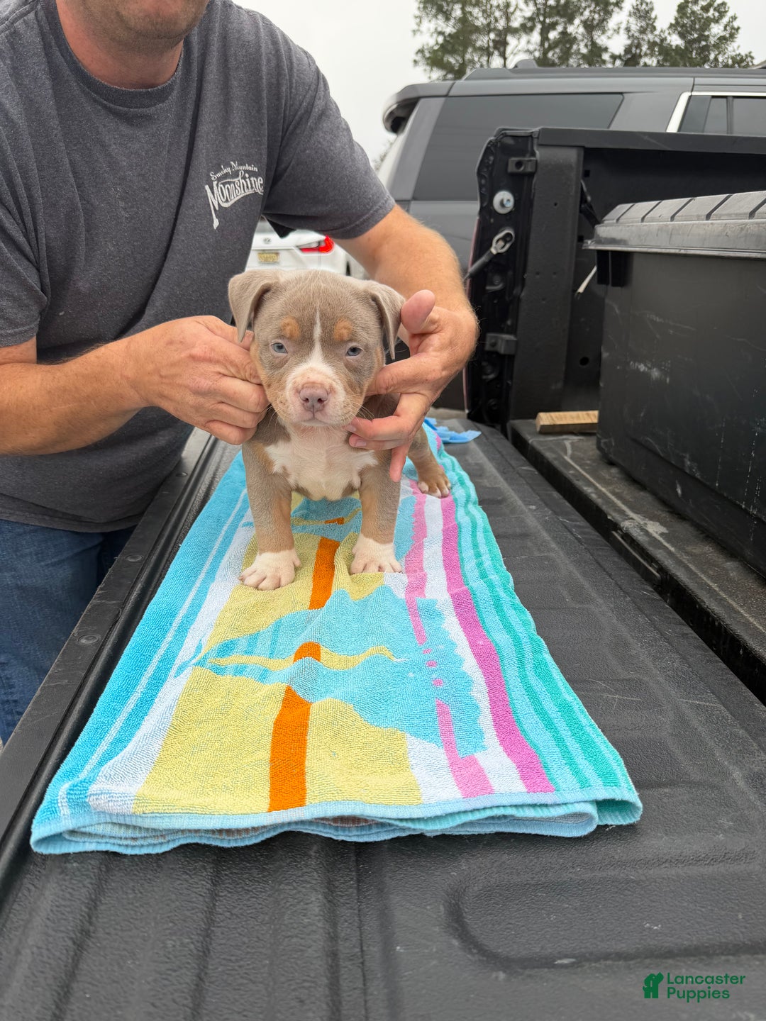 American Bully dogs for sale: American Bully Puppy 1 - Ad 1