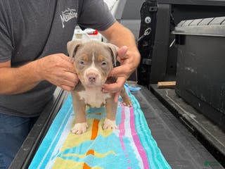 American Bully dogs American Bully Puppy 1 - Ad 39