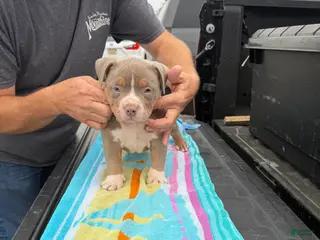 American Bully dogs American Bully Puppy 1 - Ad 3