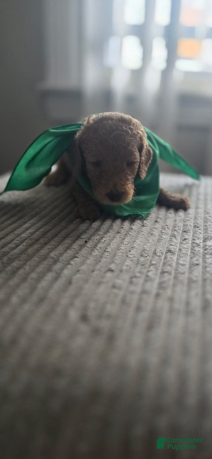 Goldendoodle dogs Boy 1 - Ad 1