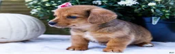 Mixed Breed dogs for sale: Coco - Ad 9
