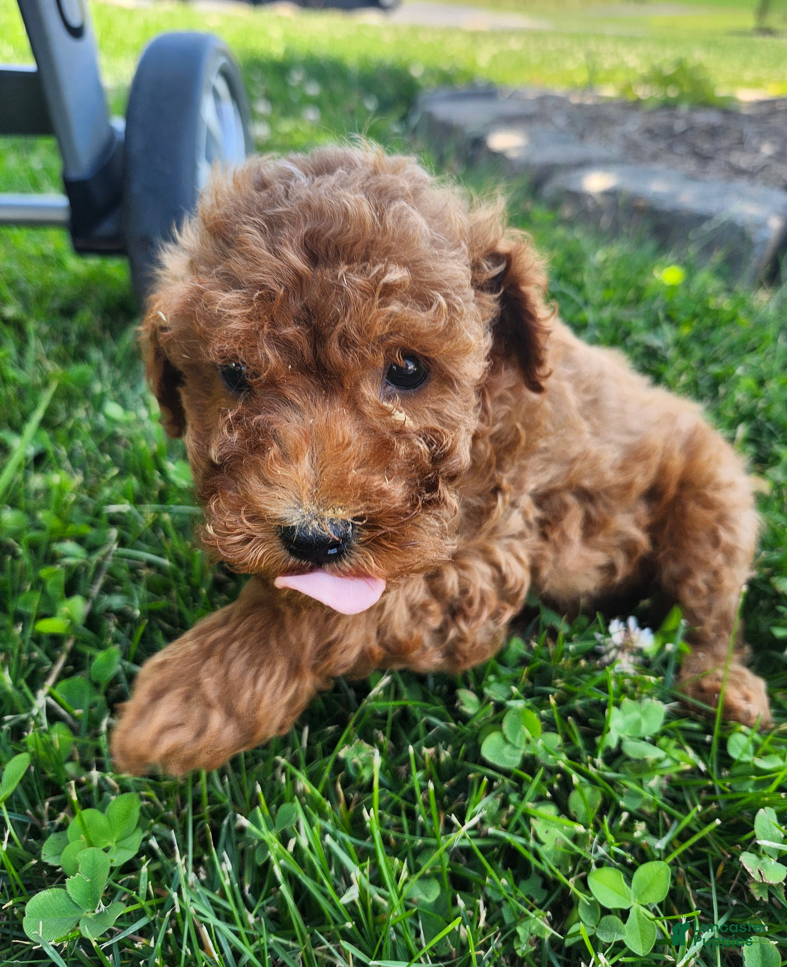 Miniature Poodle dogs River  - Ad 2