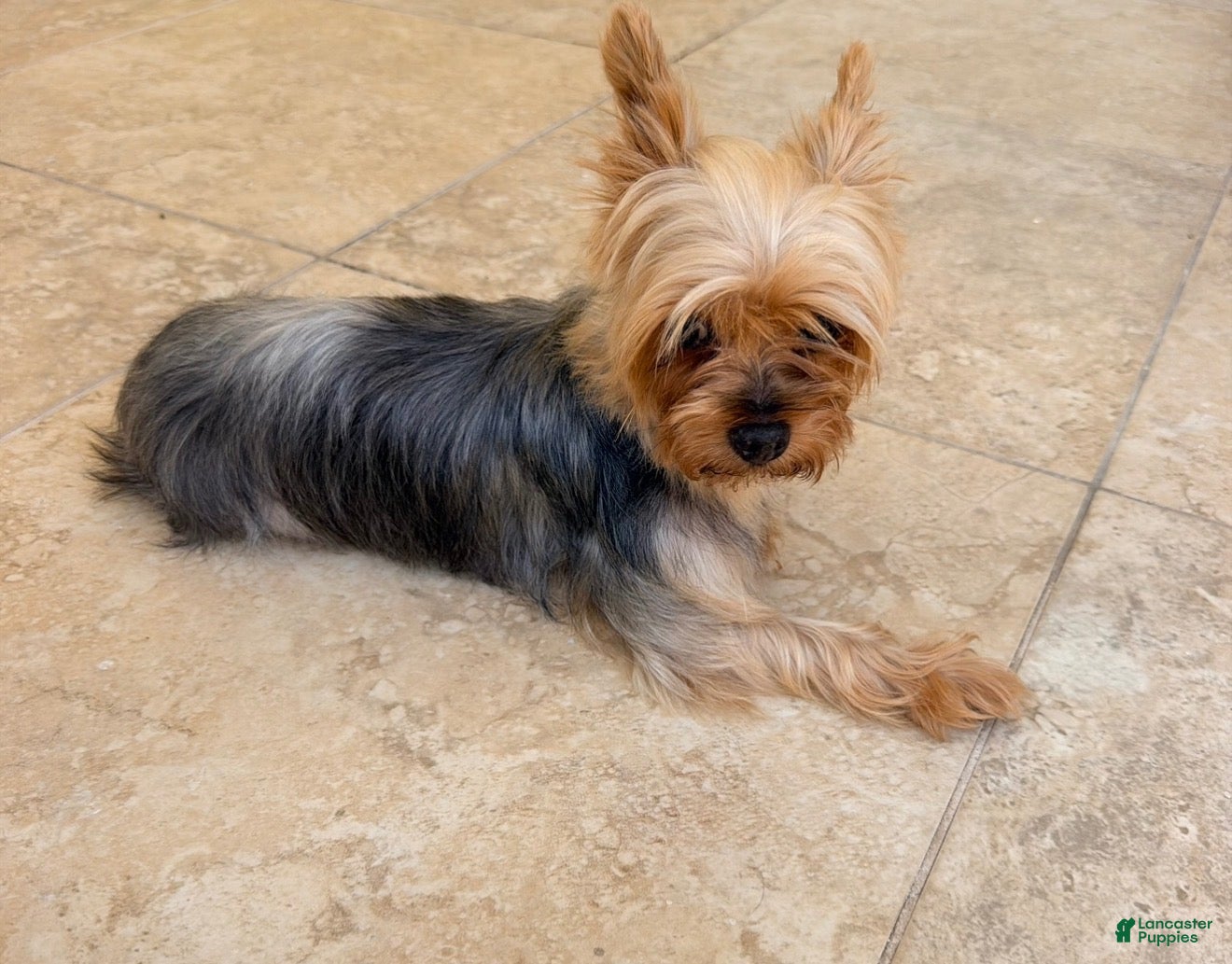 Yorkshire Terrier dogs Yorkshire Terrier 1 - Ad 37