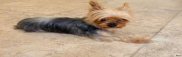 Yorkshire Terrier dogs for sale: Yorkshire Terrier 1 - Ad 1