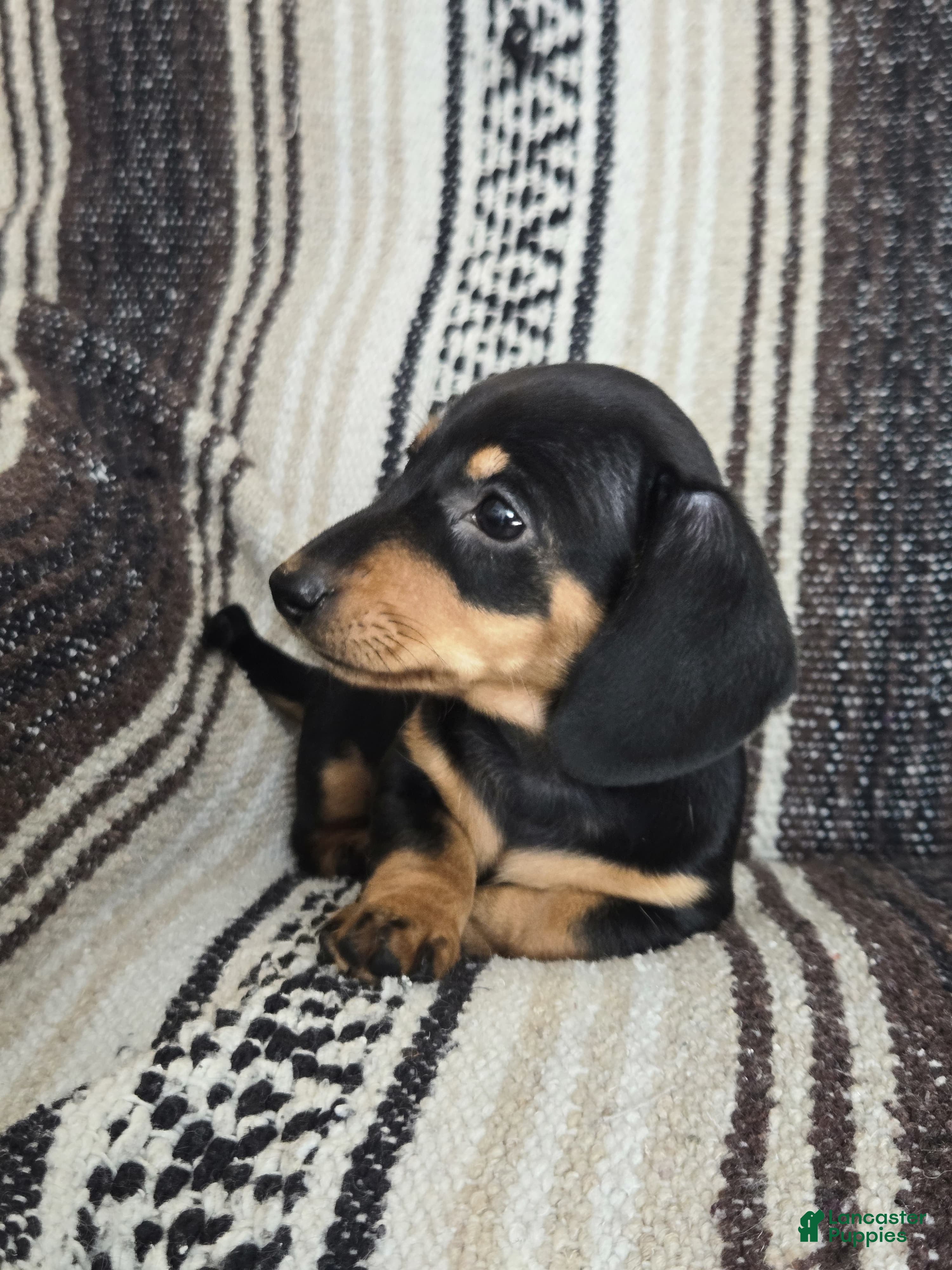 Miniature Dachshund dogs Elli - Ad 2