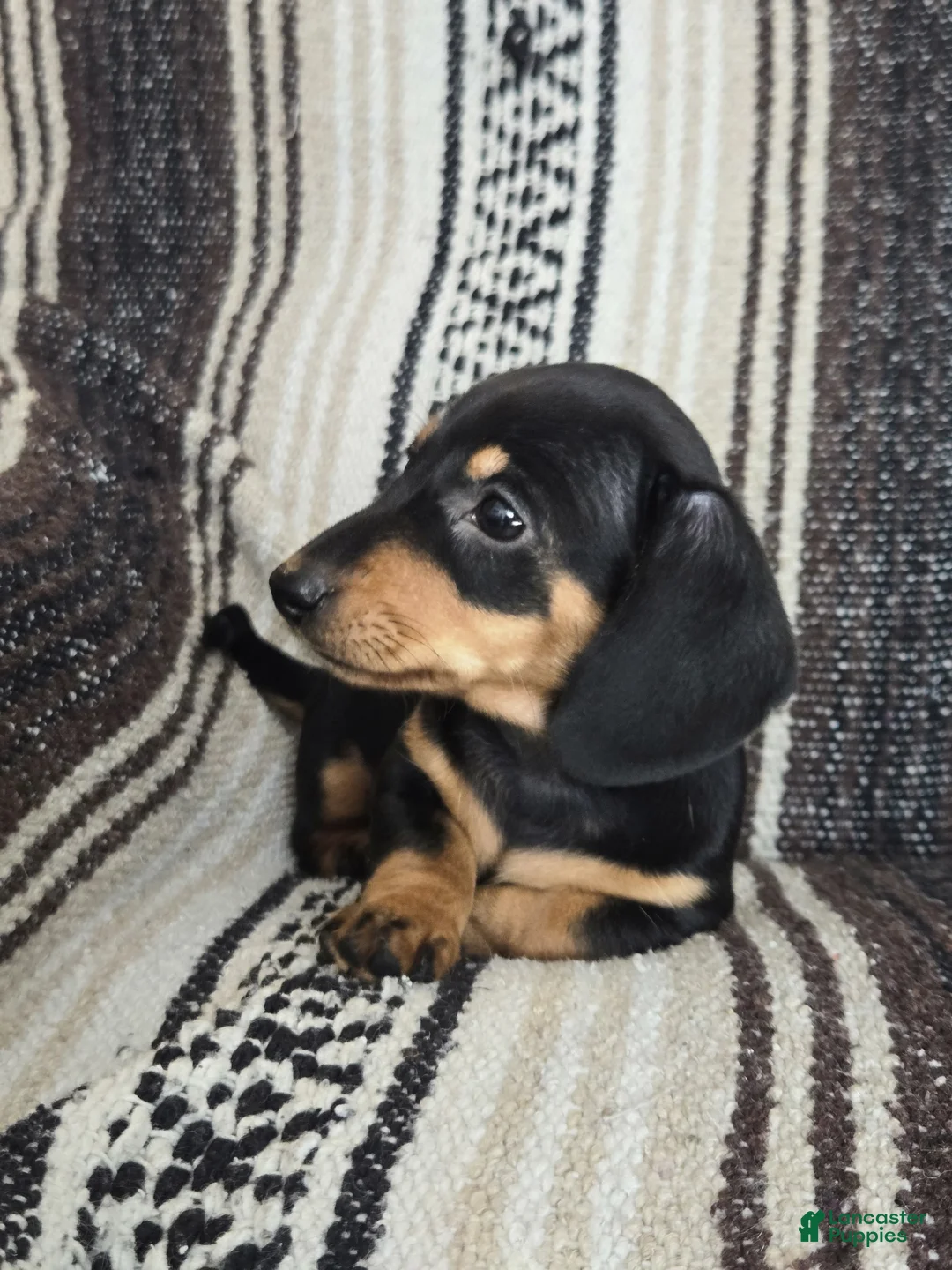 Miniature Dachshund dogs for sale: Elli - Ad 2