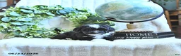 Miniature Poodle dogs for sale: Delsie - Ad 4