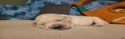 Golden Retriever dogs for sale: Galadriel, Champion Sired - Ad 4