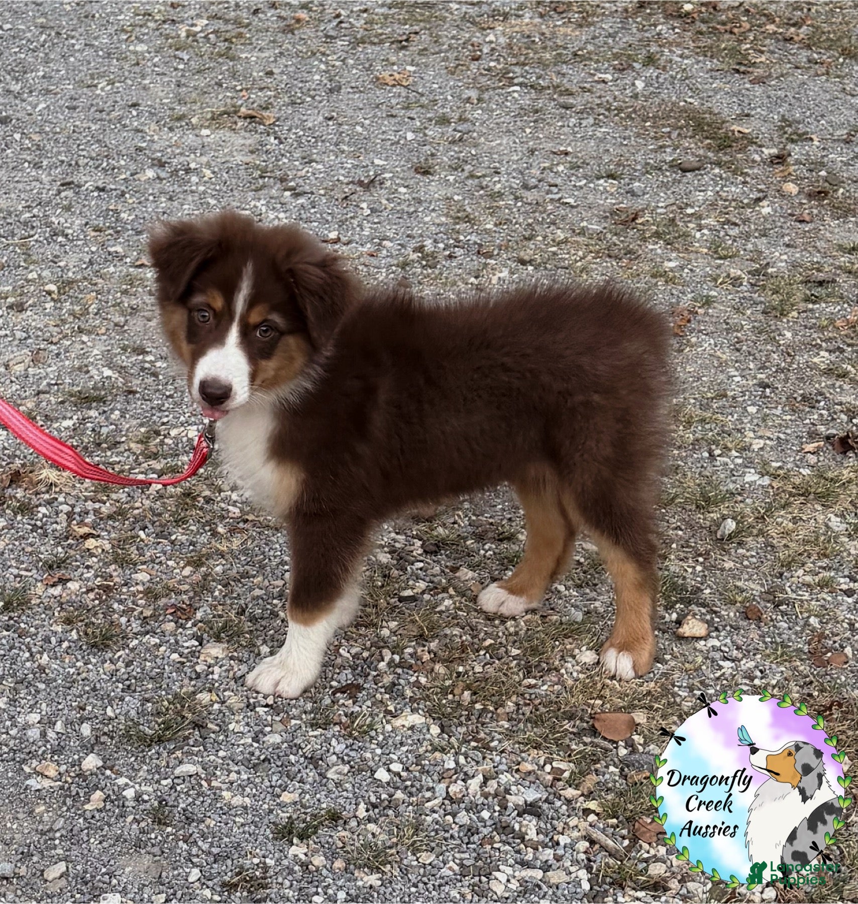 Australian Shepherd dogs Moth - Ad 18
