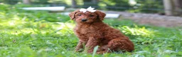 Standard Poodle dogs for sale: Aleah AKC - Ad 5