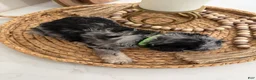 Miniature Schnauzer dogs for sale: Kiwi - Ad 3