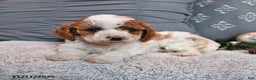 Cavachon dogs for sale: Latte - Ad 5