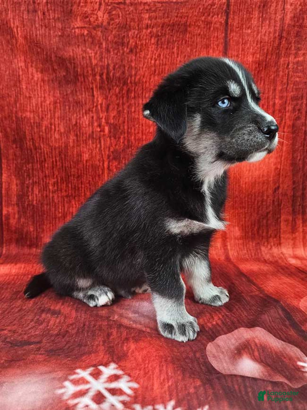 Goberian dogs for sale: Alfie - Ad 2